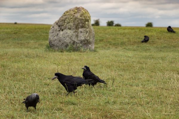 Les corbeaux sont présents sur le site de Stonehenge