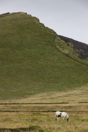 L'accès aux falaises de Kerry avec ce cheval en bas de la butte