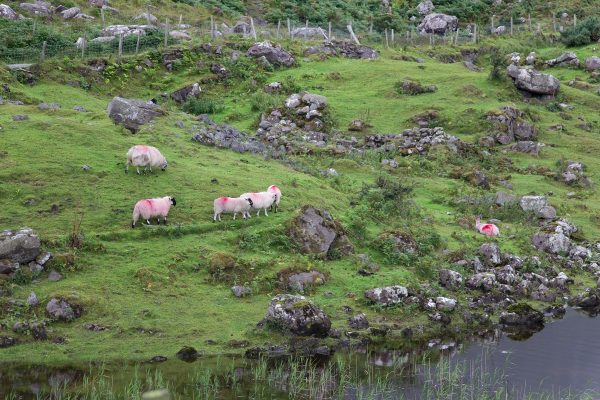 Des moutons dans la vallée du Gap of Dunloe