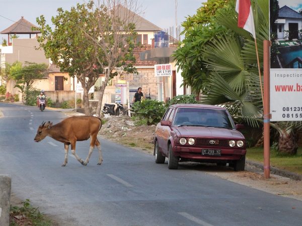 Des animaux sur la route à Bali