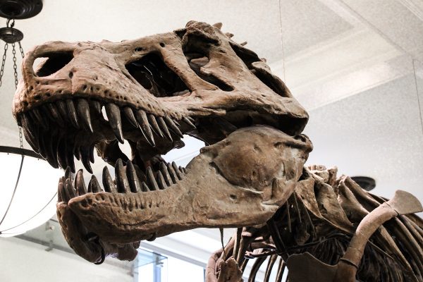 Un squelette de tyrannosaure au museum d'histoire naturelle de New York