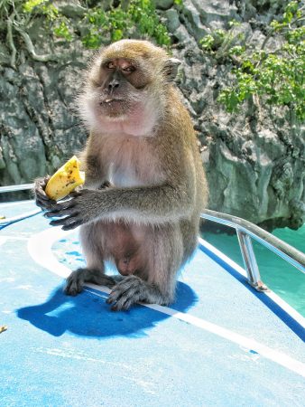 L'île aux singes à Kho Phi Phi