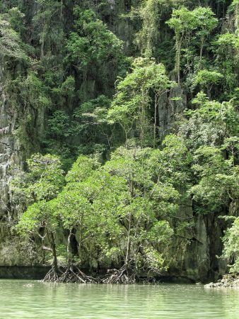La mangrove dans un lagon de la baie de Phang Nga