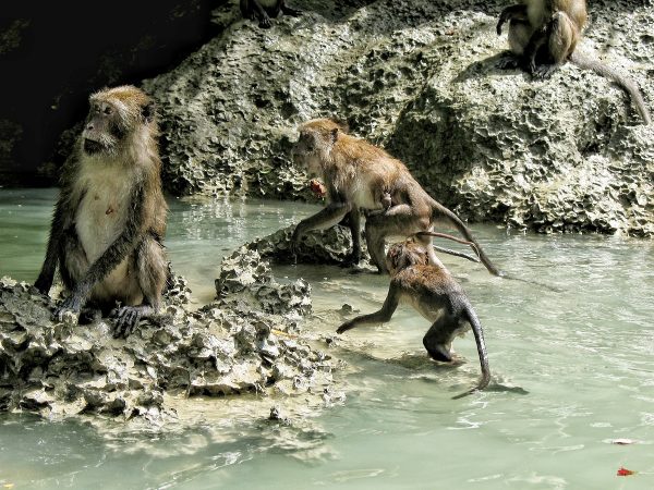 Les singes au bord du lagon dans la baie de Phang Nga