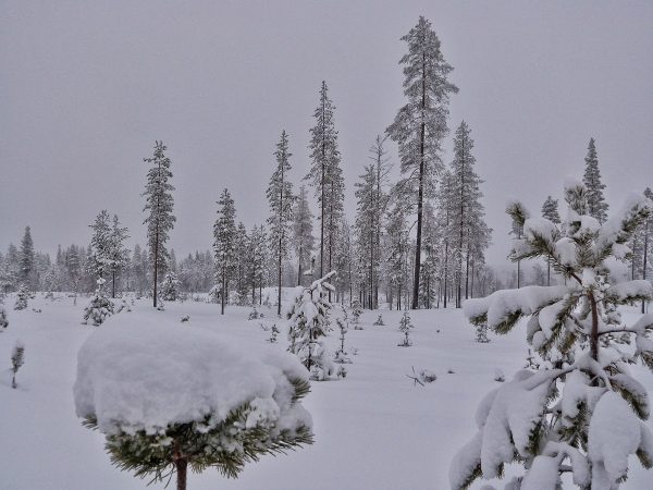Couche de neige sur les arbres en Laponie