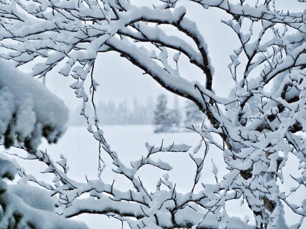 La Laponie au cœur de l'hiver