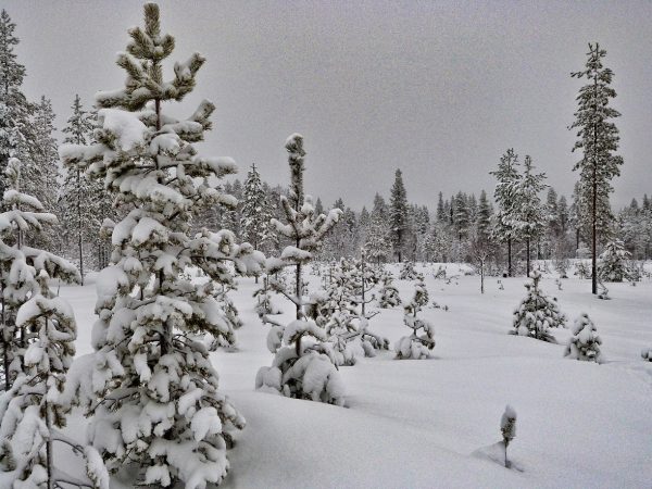 Ciel gris et neige en Laponie