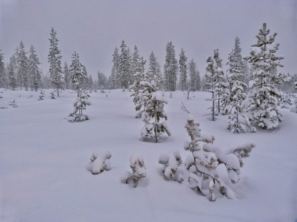 Paysage de Laponie l'hiver