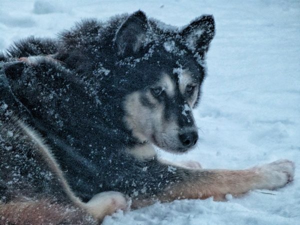 Chien de traîneau en Laponie