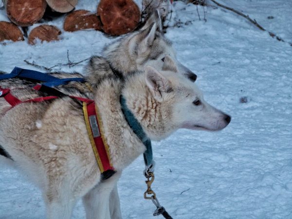 Chiens d'une meute en Laponie