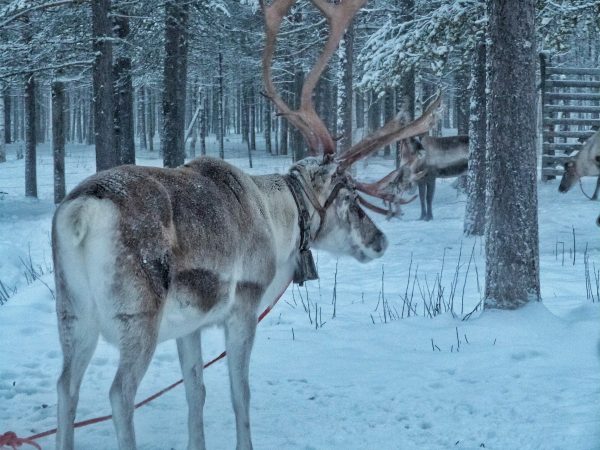 Dans une ferme de rennes en Laponie