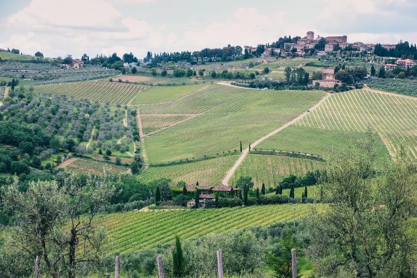 Vignes dans la campagne toscane