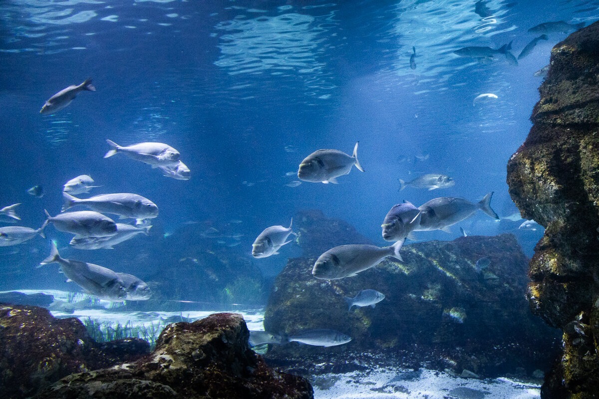 Visite de l'Aquarium de Barcelone: billet, infos & avis