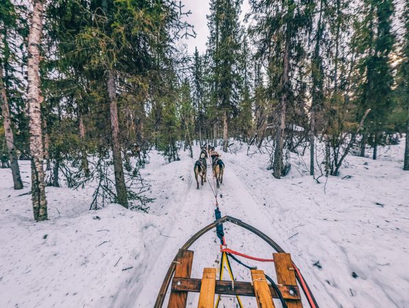 Attelage de chiens de traineau dans la forêt près de Kiruna