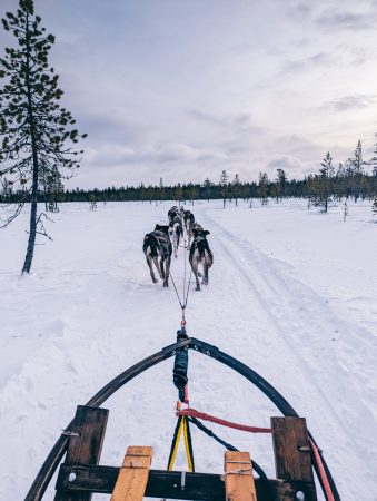 Durant la balade en traineau à chiens à Kiruna