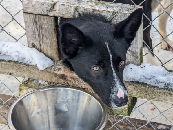Chien dans son chenil avant l'activité à Kiruna
