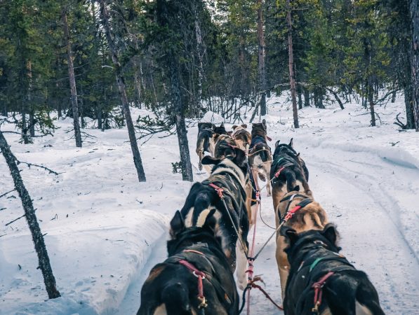 Chiens d'attelage dans la forêt à Jukkasjarvi
