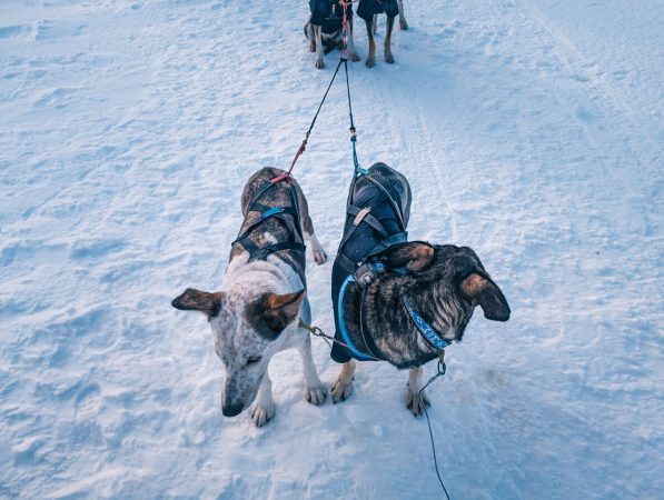 Chiens de traineau dans la neige à Kiruna