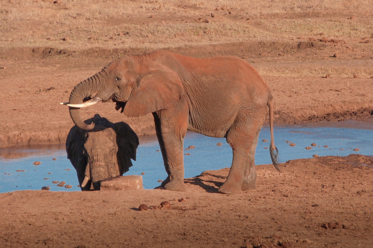 Eléphants à Tsavo Ouest
