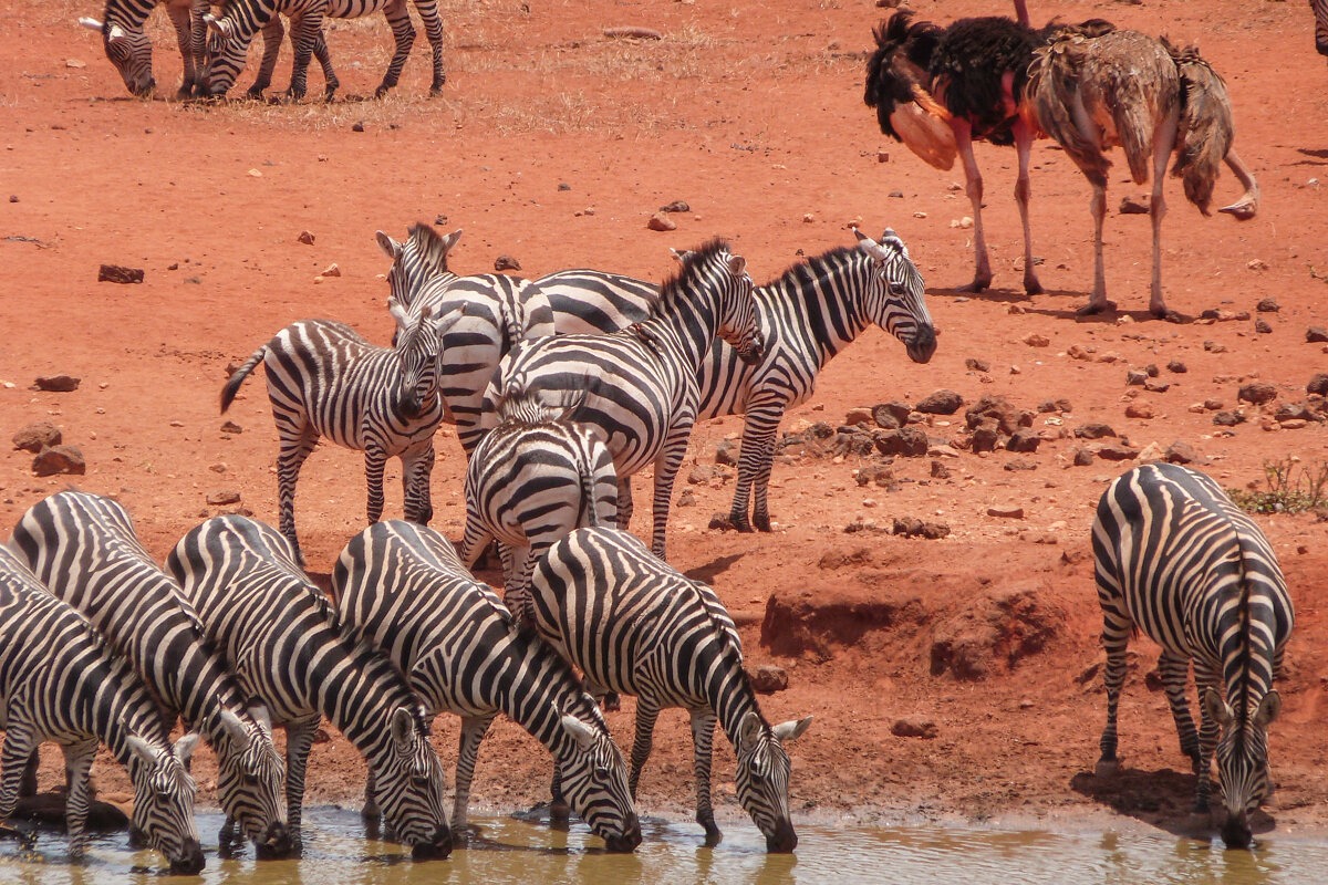 Zèbres dans Tsavo Ouest