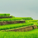 Rizières de Jatiluwih, en terrasses, à Bali