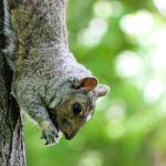 Les écureuils sont très présents dans les parcs de Montréal